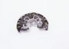 IVECO 42558029 Rectifier, alternator